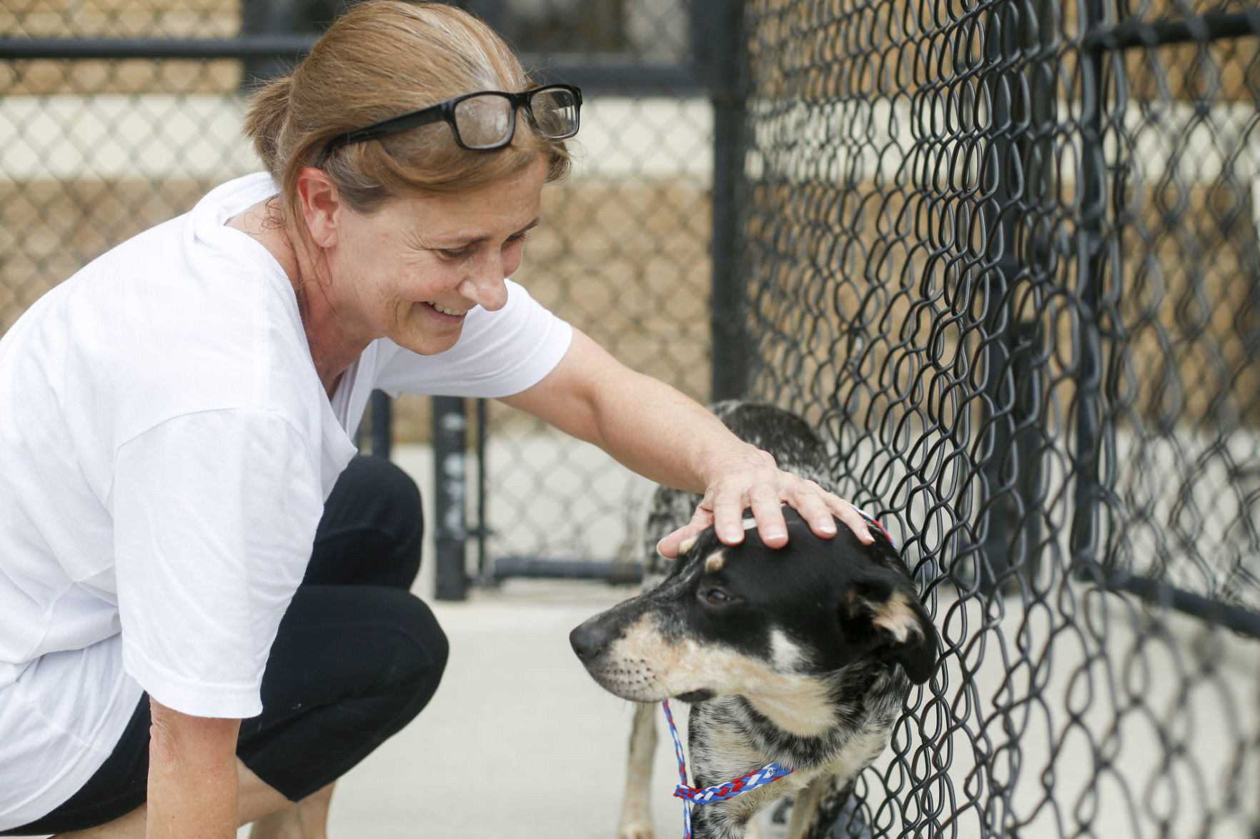 Clear the Shelter